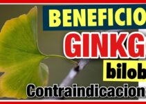Beneficios y contraindicaciones del ginseng y ginkgo biloba