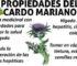 Cuáles son las propiedades medicinales del cardo mariano