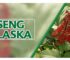 Para que sirve la planta medicinal ginseng de alaska