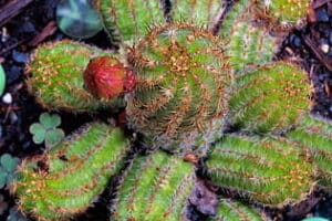 Aceite de ricino para limpiar el higado