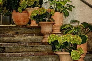 Beneficios del Aguamiel: Tu Aliado Perfecto contra la Anemia