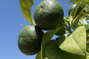 10 Enfermedades que CURA EL LIMON de Manera Efectiva