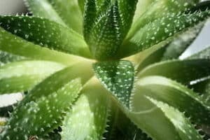 Beneficios Impactantes del Jugo de Maguey: La Bebida Milenaria con Poderes Curativos