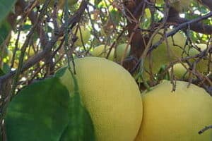 5 formas efectivas de limpiar tu colon de manera natural