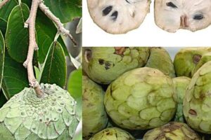 11 Cosas para los que Sirve la Guanabana en la Salud del Cuerpo