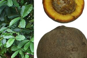 11 Beneficios que Obtendrá tu Cuerpo al Comer Mamey